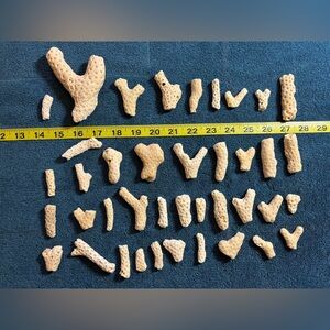 40 Natural Coral Pieces from Sanibel Island - Cream.  Great for crafting!